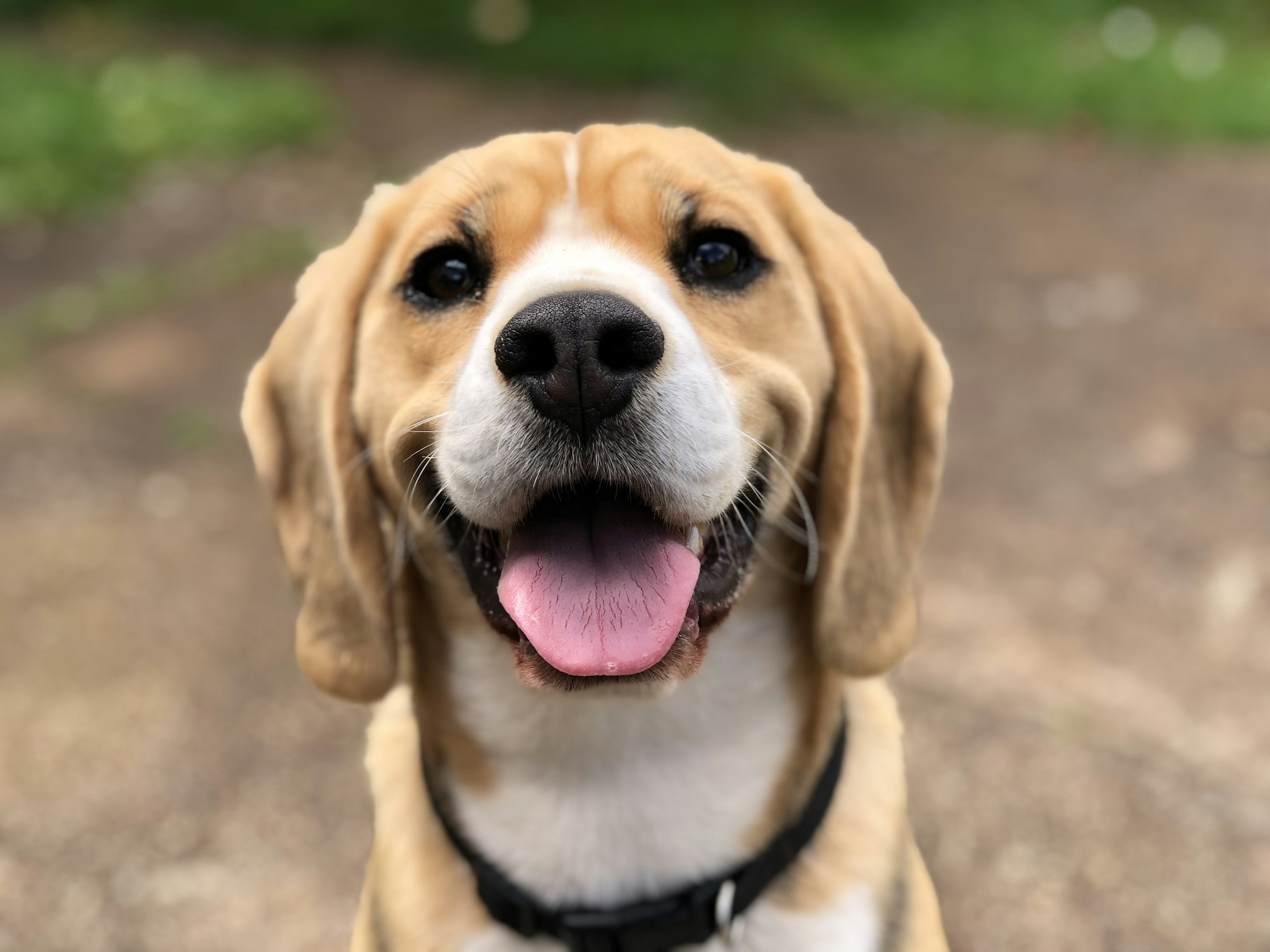 A beagle sitting on a path, looking up at the camera